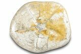 Polished Fossil Sea Biscuit (Clypeaster) - Morocco #288937-2